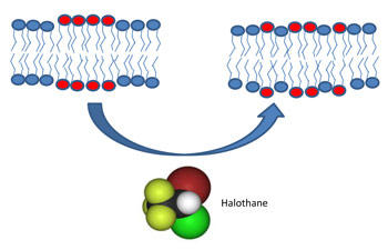 Inhalation anesthetic  molecules