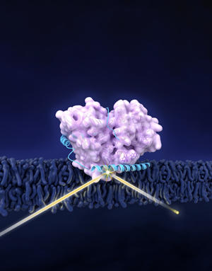 Parkinsons Proteins