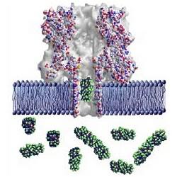 Graphic showing a lipid bilayer membrane (blue) with an alpha-hemolysin nanopore