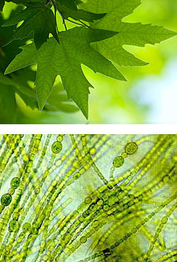 photo of leaf and organisms