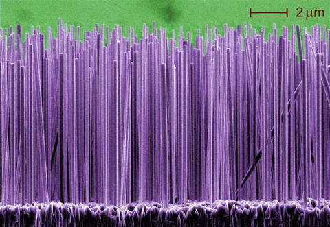 A forest of nanowires