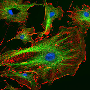 fluorescing cells