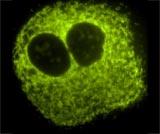 image of a subdividing cell treated with a fluorescent stain that is selectively absorbed by mitochondria.