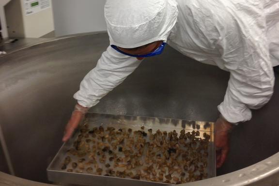 A scientist wearing protective equipment places a tray of diced geoduck clam tissue into large open machinery.