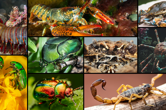 A composite image of multiple creatures, including green beetles, crabs, lobster, scorpion and a mantis shrimp.