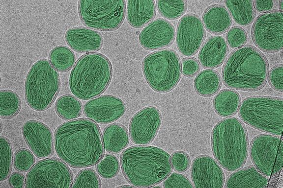 A group of oval-shaped nanoparticles looks like stones on a gray surface.