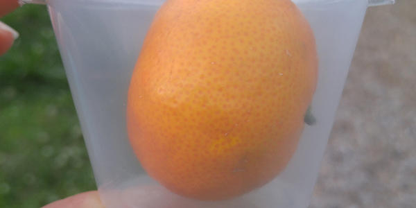 A small orange is packaged in a plastic container with a lid. 