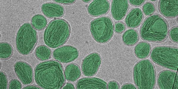 A group of oval-shaped nanoparticles looks like stones on a gray surface.