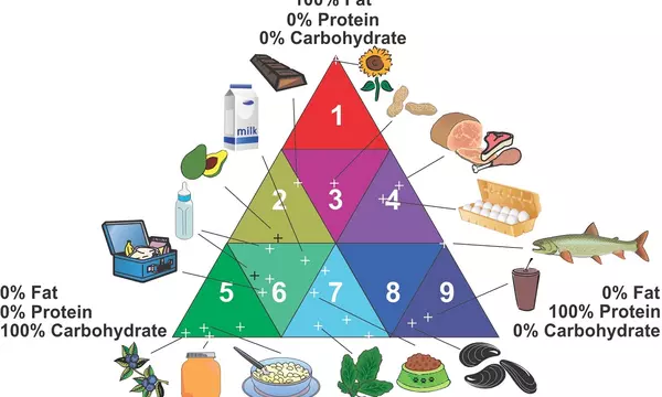  Illustration consisting of a multicolored triangle divided into 9 sectors with different levels of fat, protein and carbohydrates, and with various types of foods indicated for each sector. 