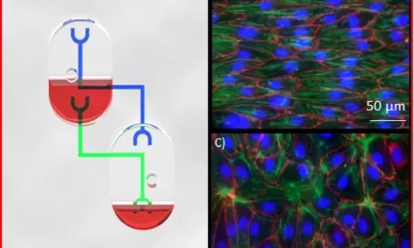 pumpless microfluidic device