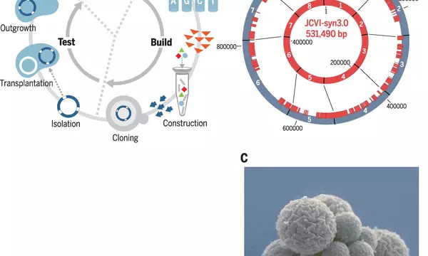 Design and synthesis of a minimal cell