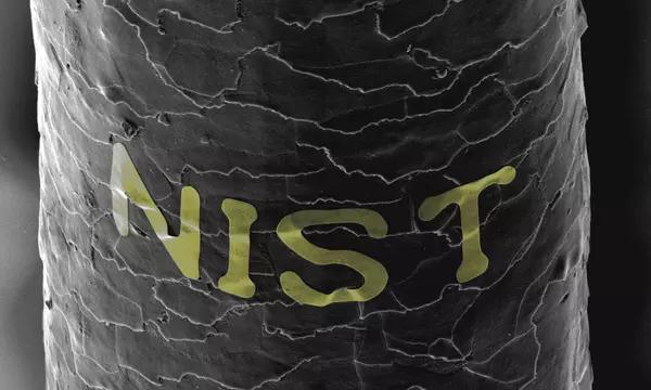 A grayscale scanning electron microscope image of a human hair with the letters N-I-S-T across it.