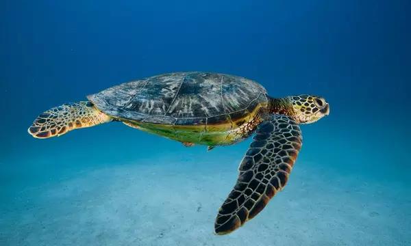 Photograph of sea turtle swimming in the ocean.