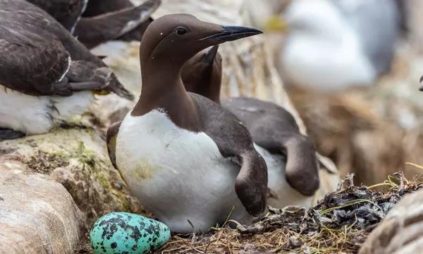 Photograph of a seabird with a spotted turquoise egg.