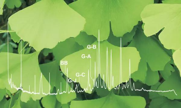 Photograph of ginkgo leaves with overlayed chromatogram labeled with ginkolide designations.