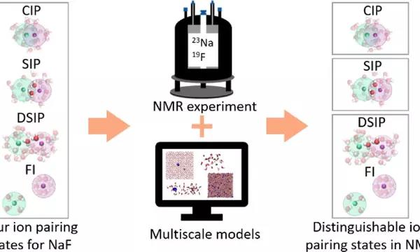Model of combining nuclear magnetic resonance (NMR) spectroscopy and multiscale modeling to disentangle ion–solvent interactions from ion pairing in aqueous sodium fluoride solutions.