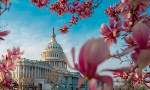 Capitol building in the background with cherry blossoms up front