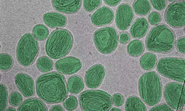 A group of oval-shaped nanoparticles looks like stones on a gray surface.
