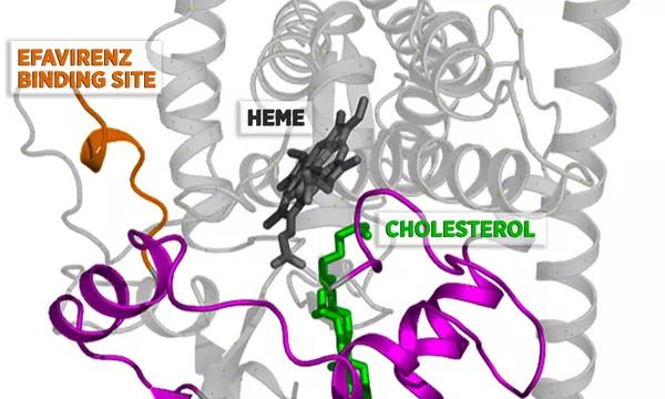 When efavirenz binds to CYP46A1 at the site shown, it increases the flexibility of the protein in the region around cholesterol. 