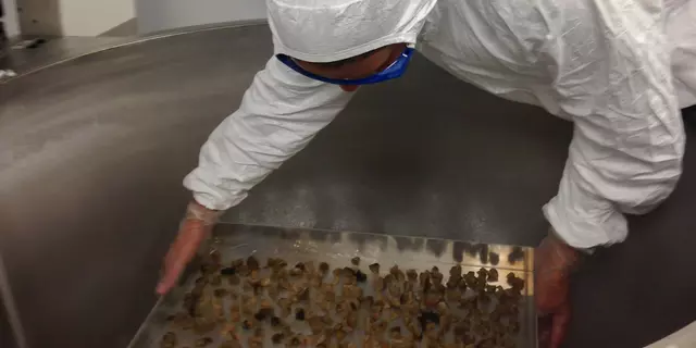 A scientist wearing protective equipment places a tray of diced geoduck clam tissue into large open machinery.