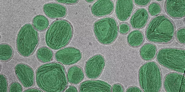A group of oval-shaped nanoparticles looks like stones on a gray surface.