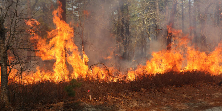 A fire burns along the ground at the edge of a wooded area.