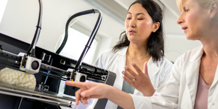 Two female scientist looking at human brain model 3D printing