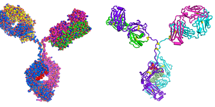 the NIST monoclonal antibody