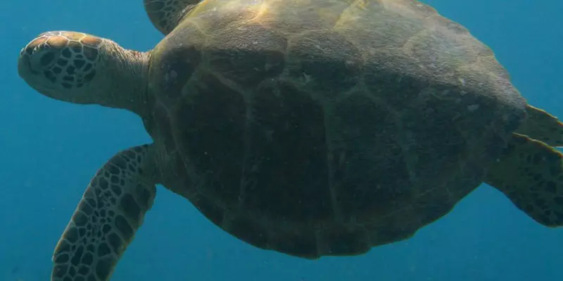 Sea turtle in water