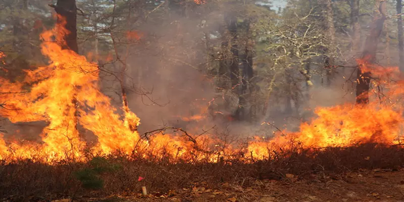 A fire burns along the ground at the edge of a wooded area.