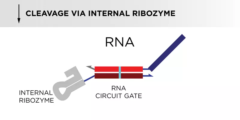 A flowchart depicts the steps in which an RNA component of a biological circuit is produced.