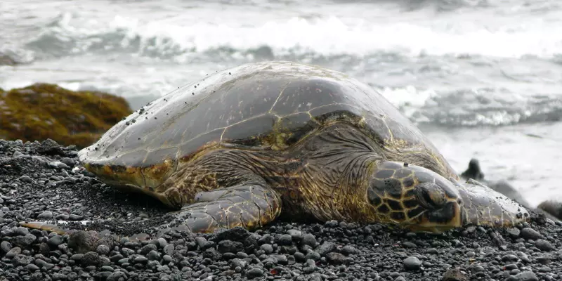 A large turtle lies on a rocky beach with surf in the background.