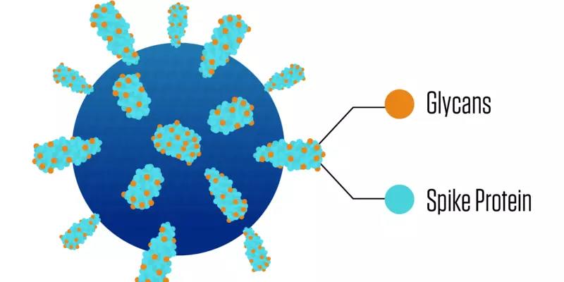 A close-up of a virus particle shows spikes protruding from the particle's surface and blobby sugars that cling to the spikes.