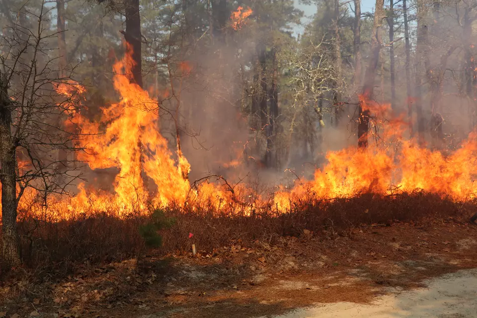 A fire burns along the ground at the edge of a wooded area.