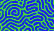 SEM measurement of PS-PMMA lamellae on a neutral substrate