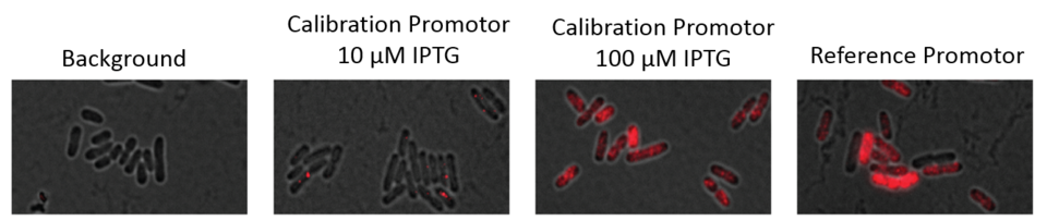 Single Molecule RNA FISH in Bacteria