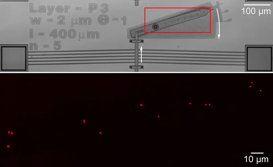 (Top) Image showing the microelectromechanical linkage that converts translation (straight arrow) into rotation (curved arrow). (Bottom) Image showing the fluorescent nanoparticles on the rotating part of the linkage.