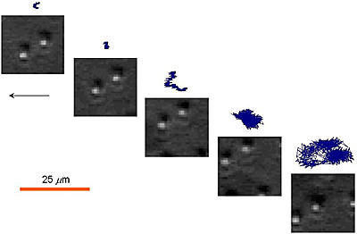 Microscopic beads embedded in a gel surface were used to trace the motion of a gel forming an interface with a liquid.