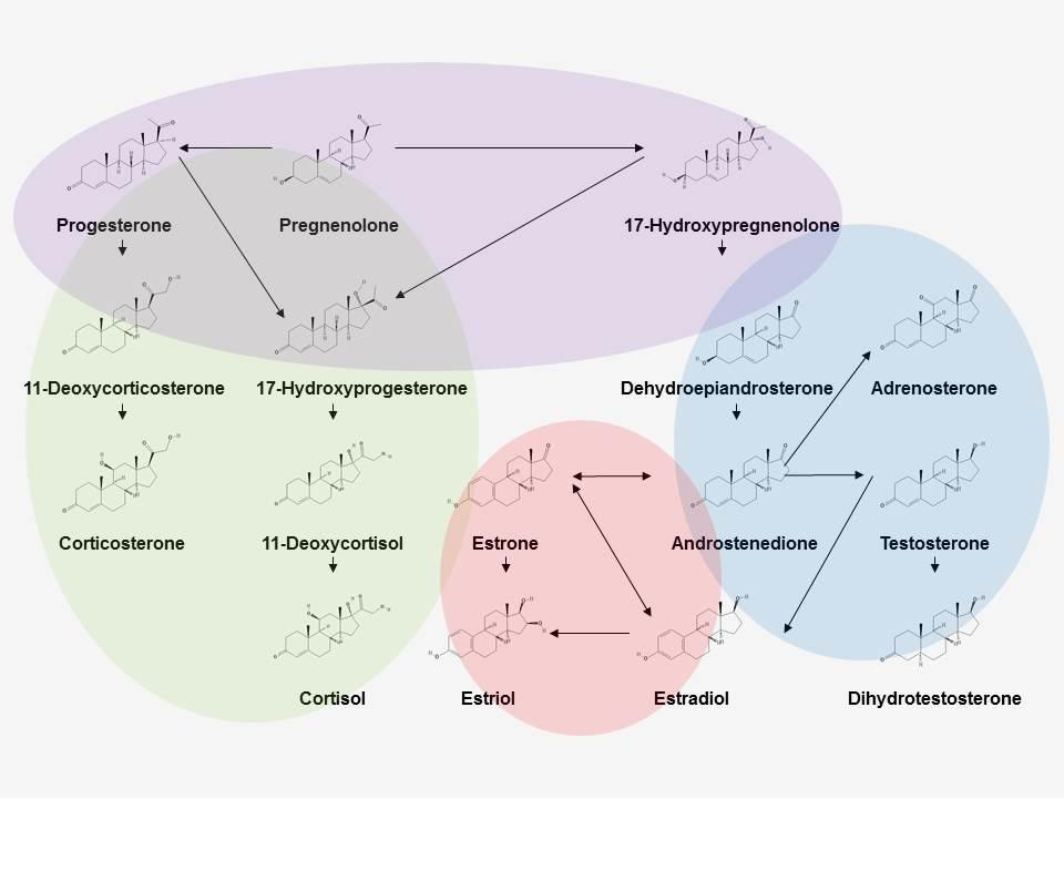 Figure with chemical structures of steroids grouped into four classes by elliptical areas shaded with different colors and arrows indicating synthesis and transformation pathways. 