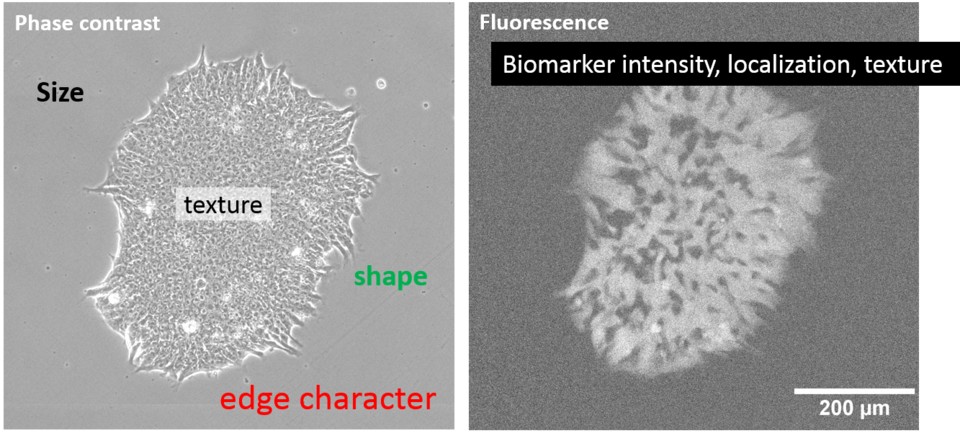 Live cell imaging