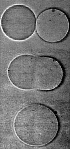 A series of three photos show two liposomes fusing into one.