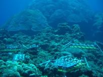 Photograph of underwater coral reef with deep blue lighting. 