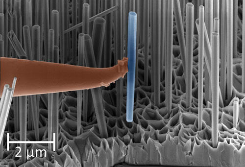 GaN nanowire