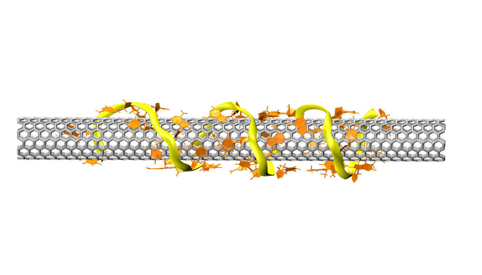 Molecular model shows a single-strand DNA molecule coiled around an armchair carbon nanotube.