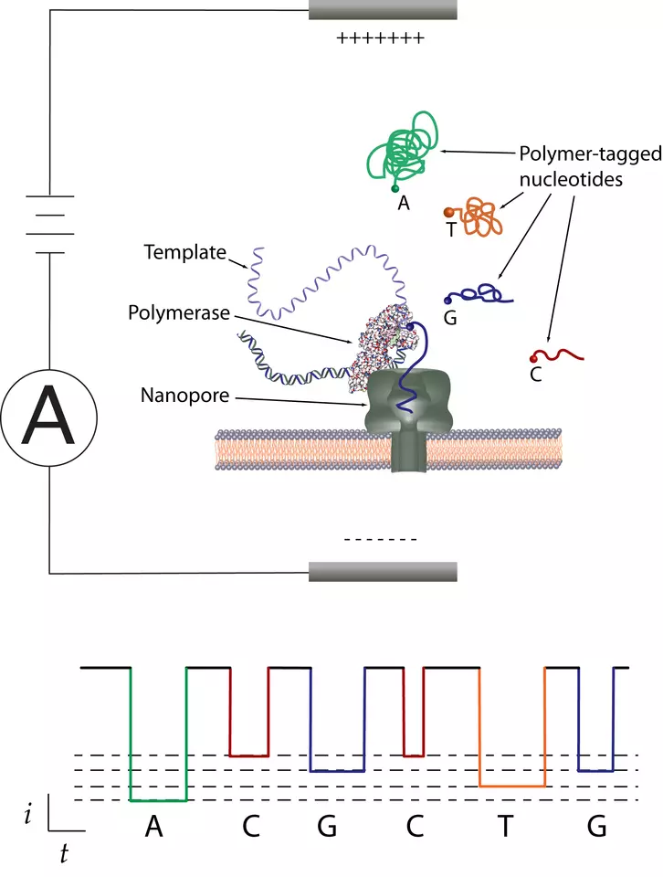Schematic of an artificial membrane, across which a voltage forces an ionized fluid through the nanopore.