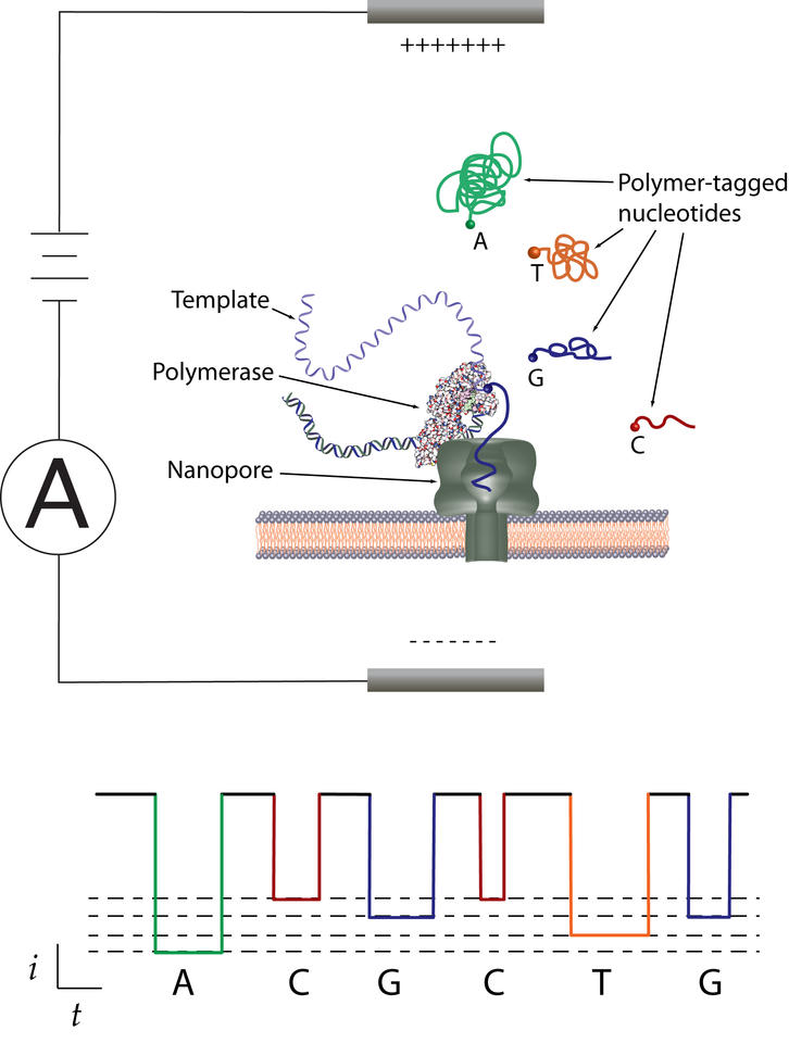 Schematic of an artificial membrane, across which a voltage forces an ionized fluid through the nanopore.