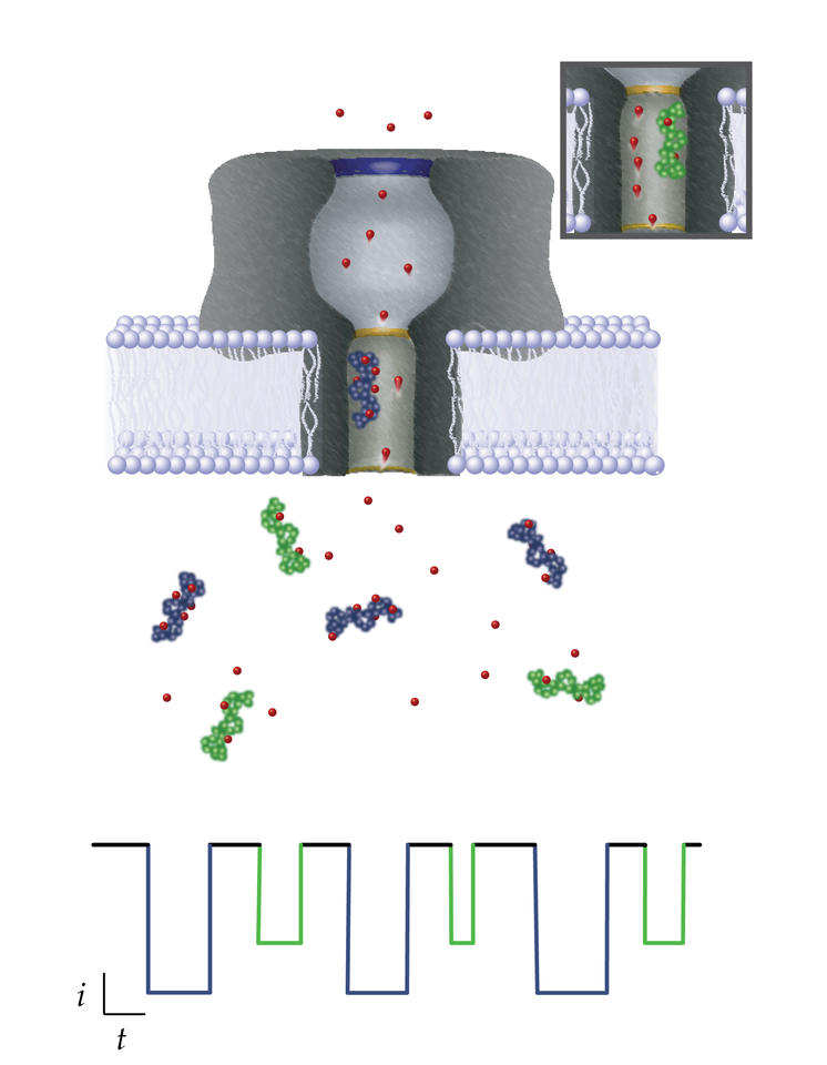 Nanopore-based single molecule mass spectrometry illustration