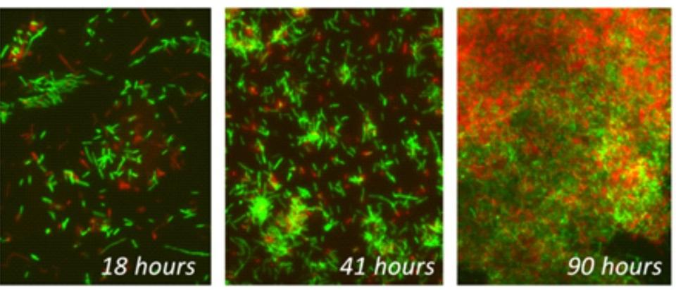 Biofilm Interaction