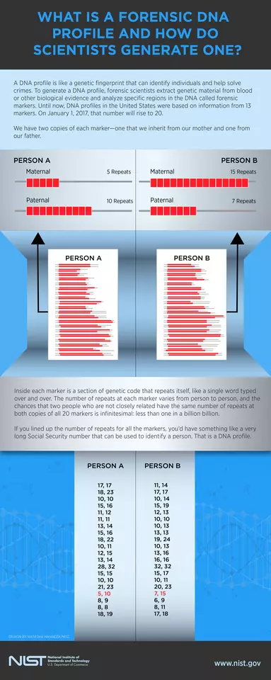 Infographic detailing forensic DNA profiling