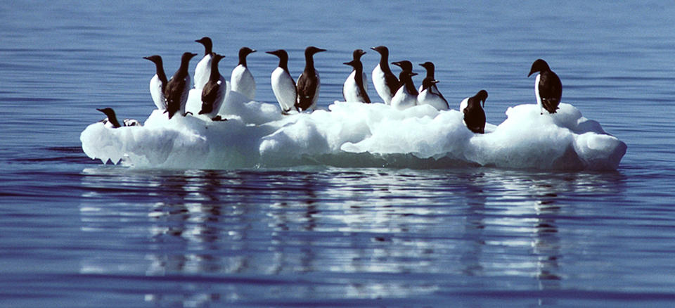 Common murres sitting on floating ice near Cape Lisburne, Alaska. 